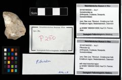 Foto (Objekt + Etikett) von Pithonoton sp.  (NHMW-GEO-2014-0194-0250)